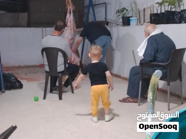 جزار لحام متنقل لذبح كافة أنواع الاغانم والعقائق