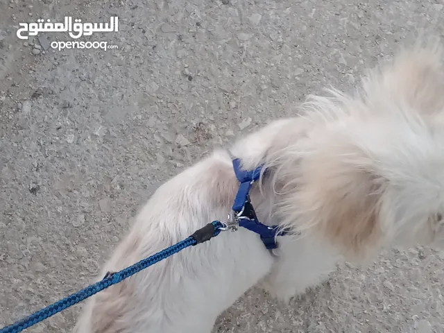 كلب حجم صغير مالتيز ماخد. جميع المطاعيم للبيع المستعجل شوفو الوصف وصلو على النبي