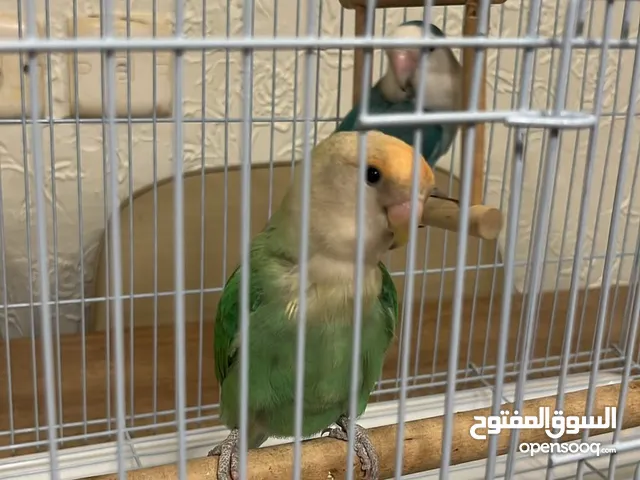 زوج روز منتج