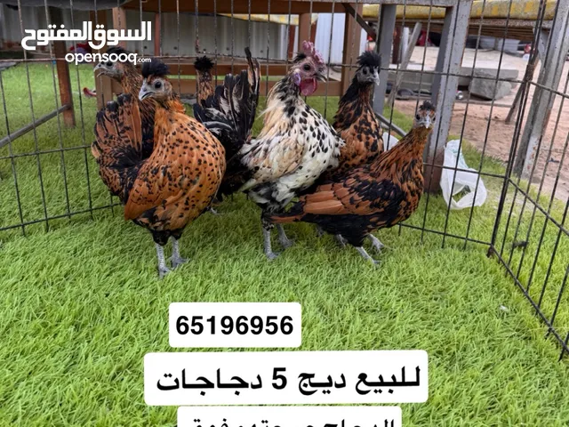 دجاج عربي قديم