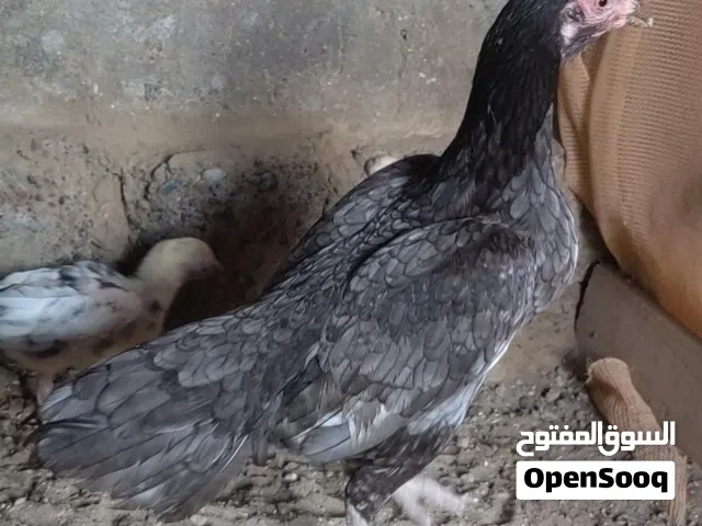 دجاج باكستاني للبيع جاد تواصل خاص