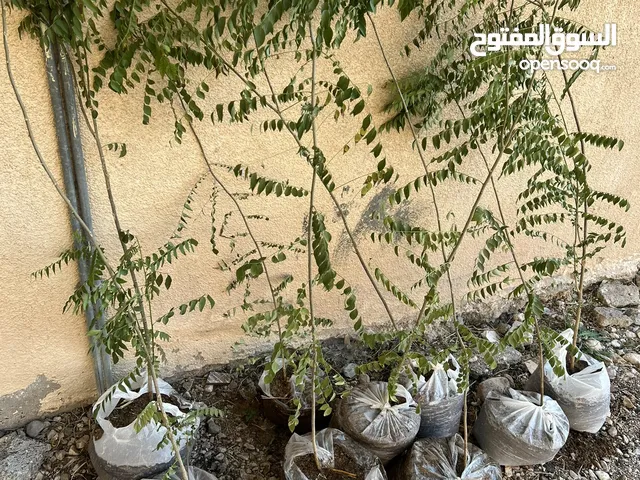 يتوفر أشجار. ورق غار