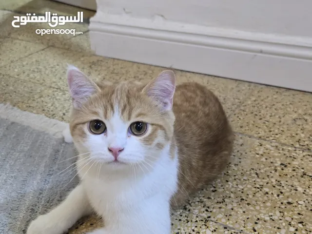 قطط اربع اشهر للبيع