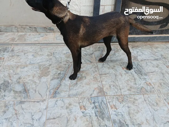 جروة ملينواء مكسيكي