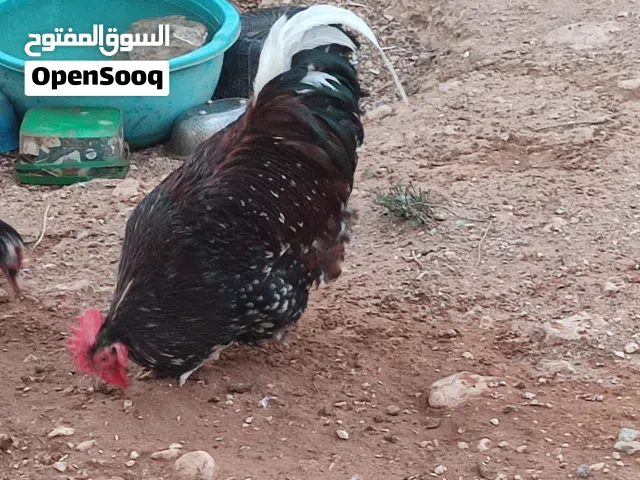 جاجة بلدي وديك سايكس بورسلان