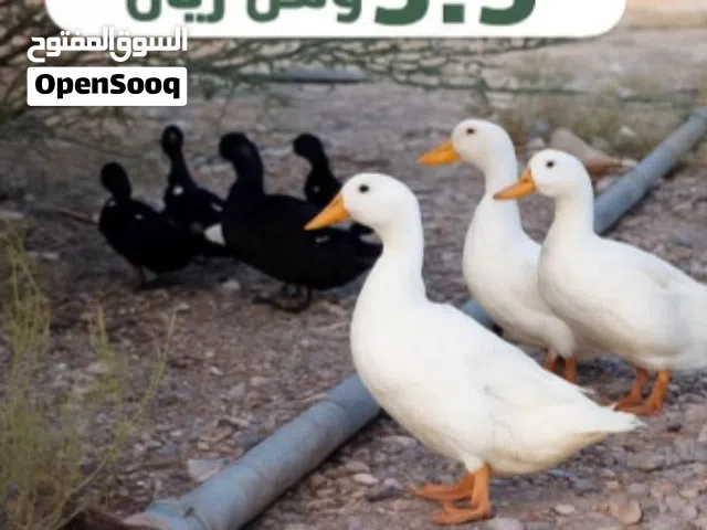 للبيع بط عماني سلاله ممتازه منتجه....