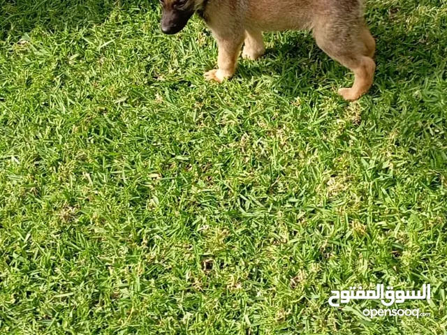 بيرجي ملنوا للبيع