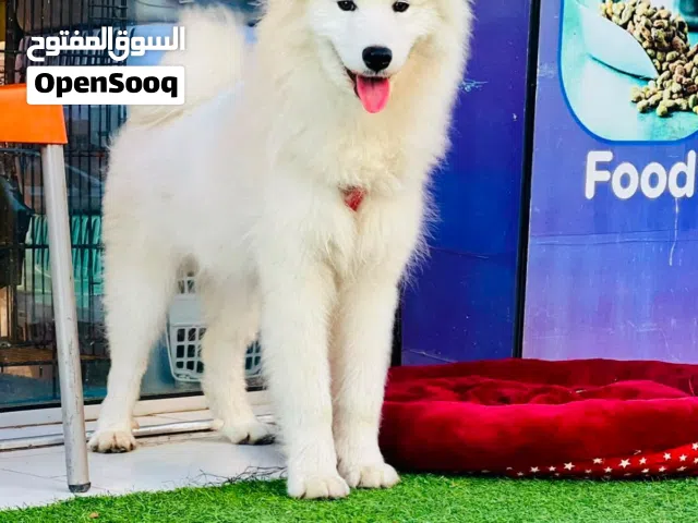 انثى سامويد بيور عمر 4 أشهر