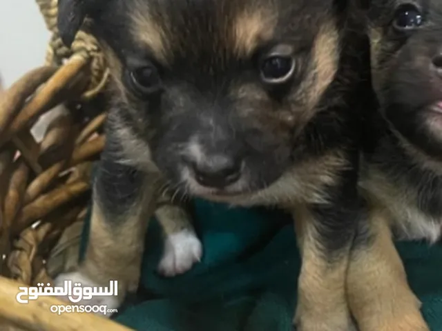 كلبت روت نثيا اخر وحده