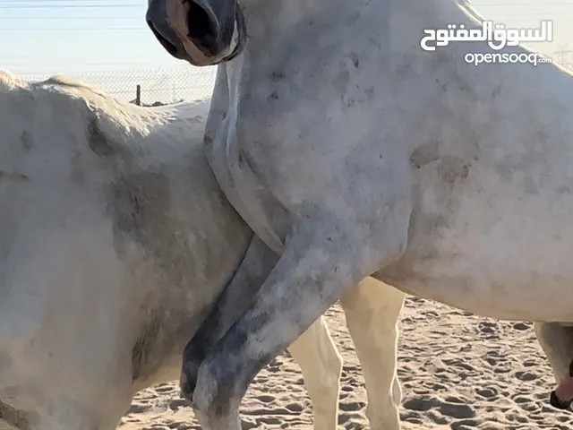 حصان مصري العمر 5