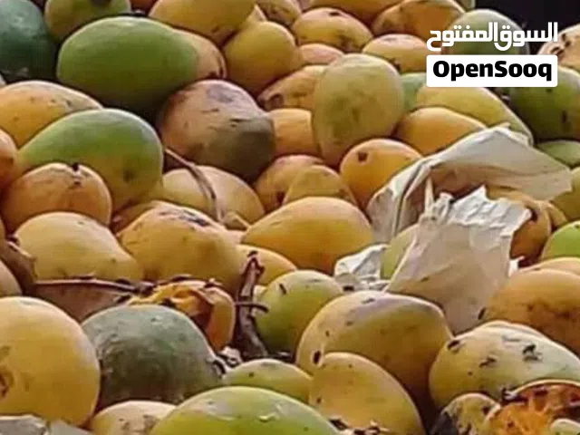 مطلوب بذور مانجو مجرار كميه