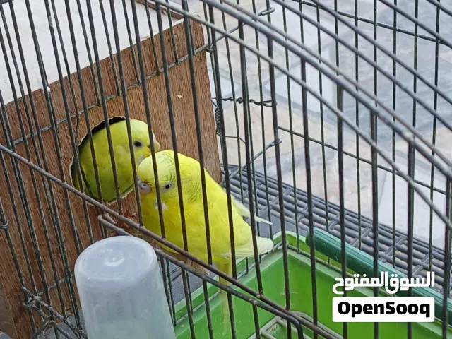 كوبية بقلينو مالطي علي دحي