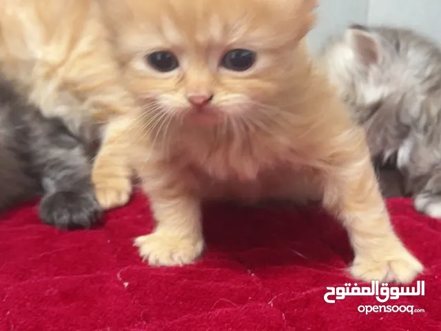 قطط دباديب هملايا للبيع – نابلس  بعمر 45 يوم فقط  الموقع: نابلس