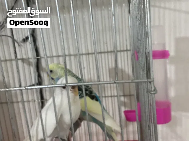 جوز حب اول خيرو على وجه بيض الطيرة البينو للبدل على طيور