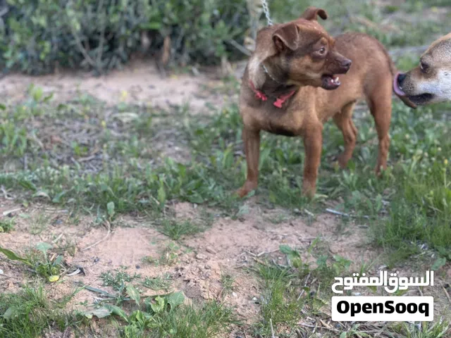 كوبية تشيواواو