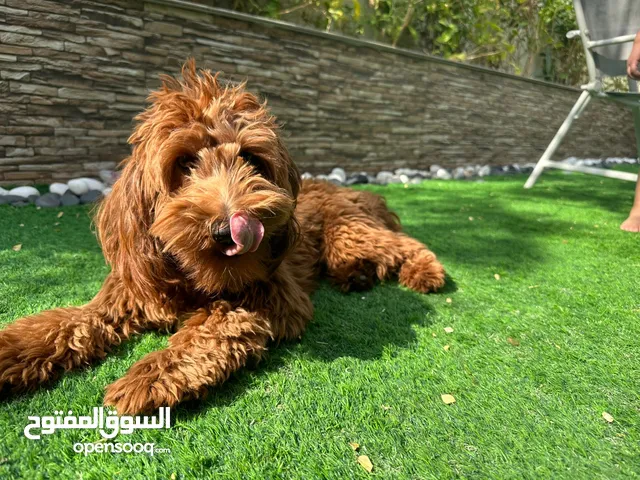 Cockapoo Golden