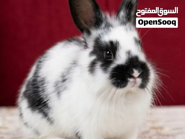 ارانب زينه في حلوان كلمني واتس عشان مش بشوف اشعار البرنامج ده