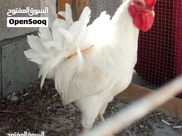 دجاج للبيع