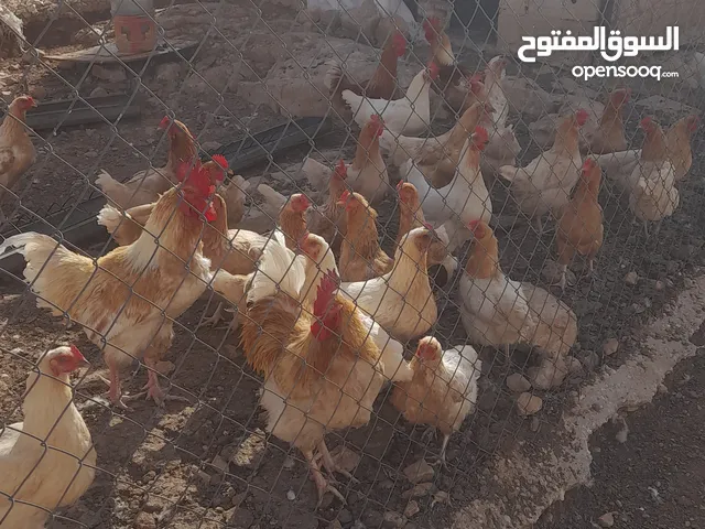 دجاج لوهمان
