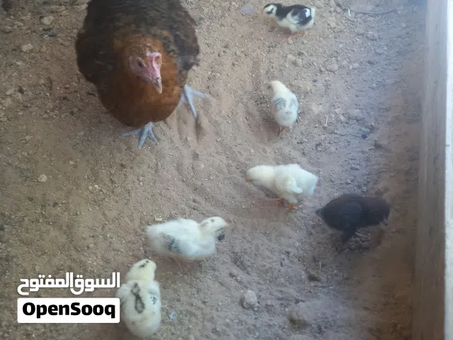دجاجة تحتها 7 عمرهم اسبوع