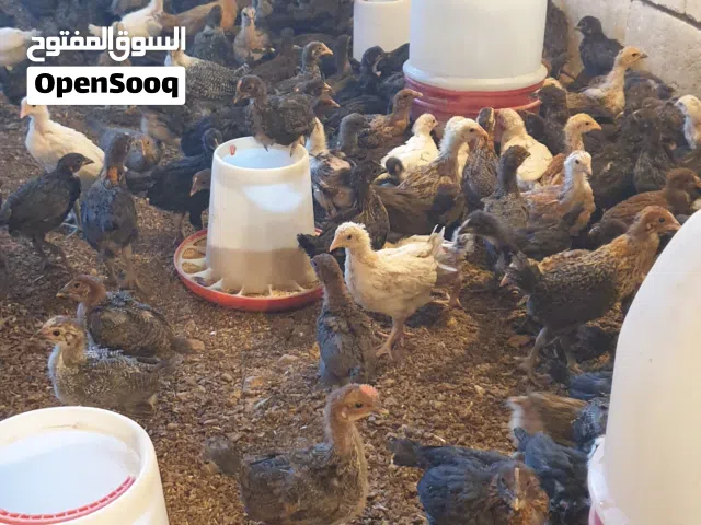 فراخ دجاج بلدي للبيع