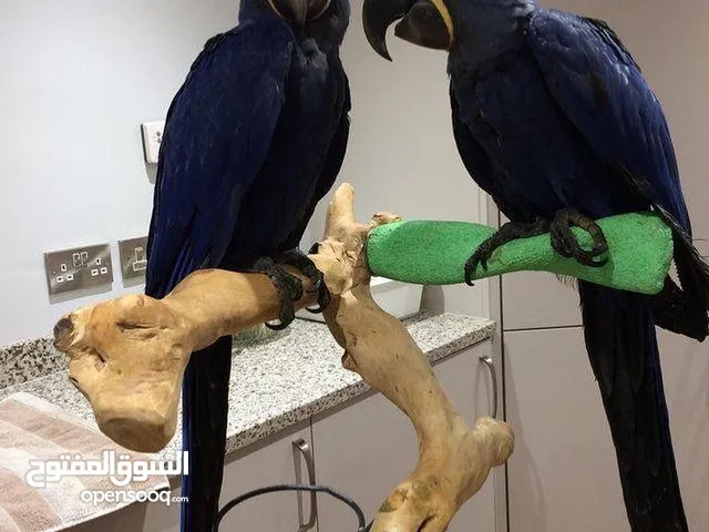 Hyacinth Parrots