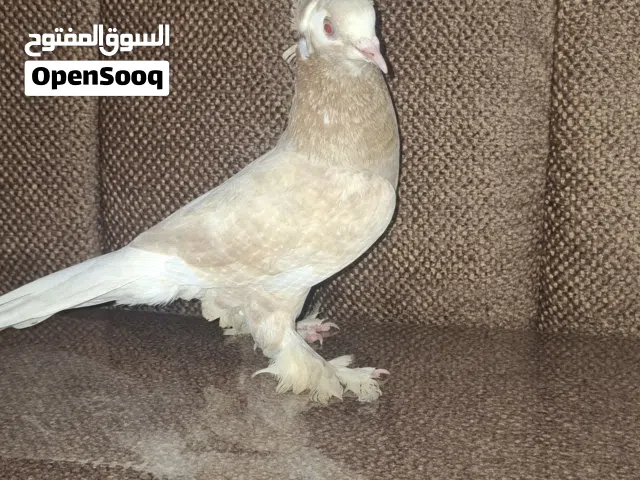 حمام للبيع
