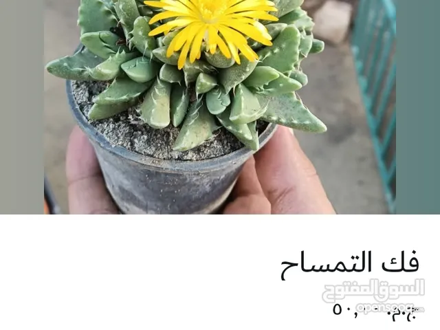 بيع نباتات زينة وخضار وفاكهة وخدمات زراعية التوصيل لحد عندك وادخل وتواصل معنا وشوف عروض الاون لاين