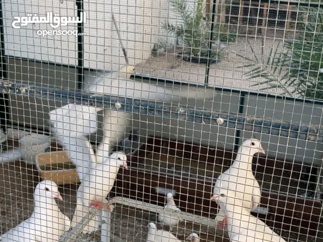 يوجد لدينا حمام لاحم فرنسي