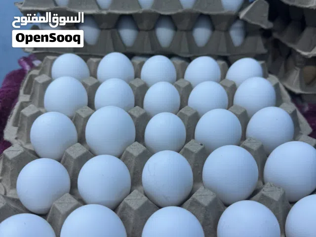 بيض الوهمان الأبيض صالح للأكل خير مخصب