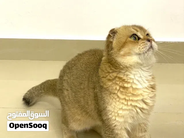 للتزاوج سكوتش تربل فولد جولد