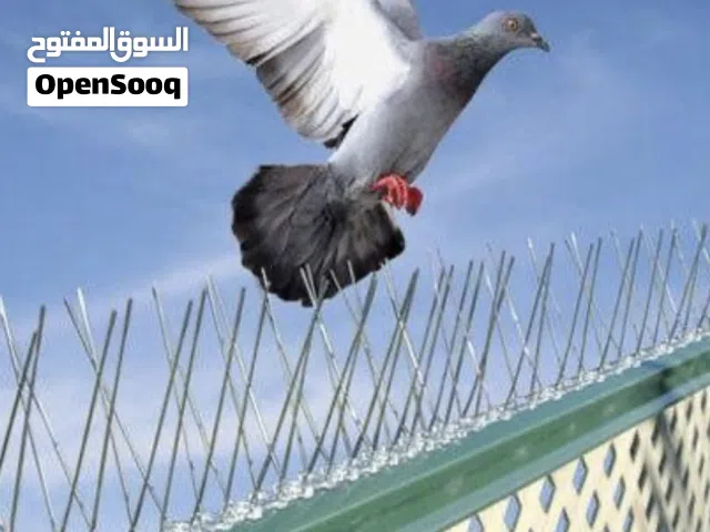 مانعه وقوف الطيور