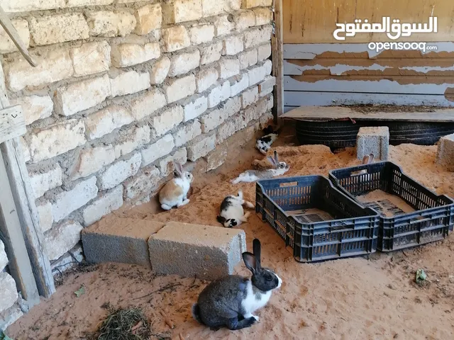 ارانب عربية للبيع