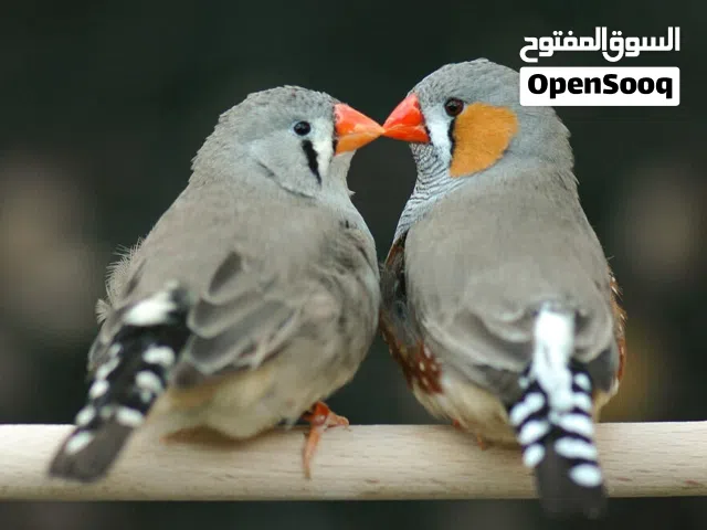 مطلوب مطلوب فنقز في اربد
