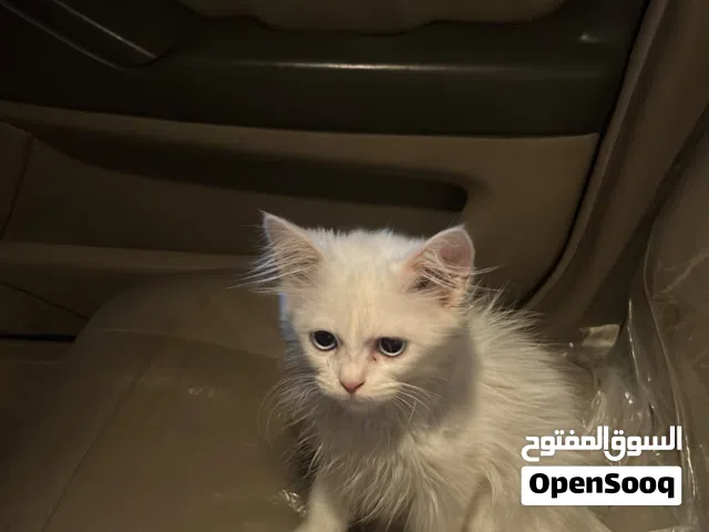 للبيع قط صغير ميكس هملايا × انقري