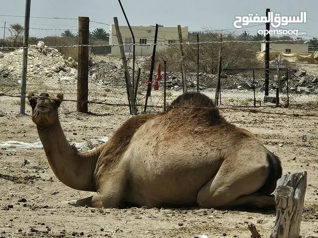 ناقة عمانية للبيع (بكر) لم تلد نهائيا