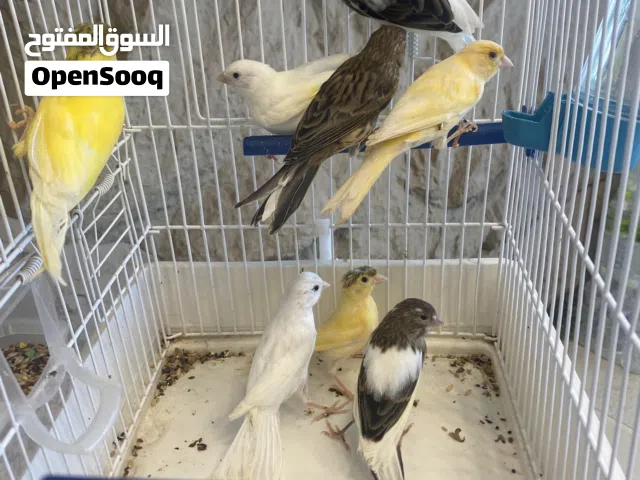 متاح انتاج كناري محلي