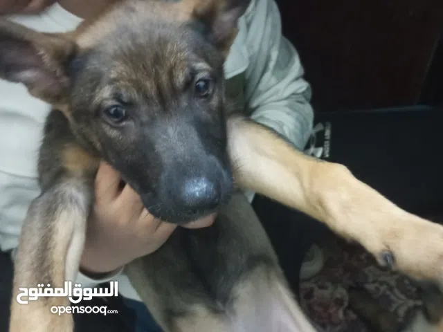 كلب للبيع نوع مننوا