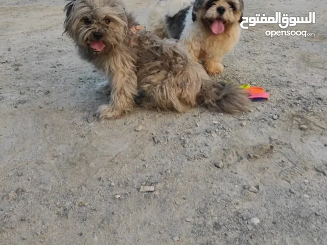 شيتزو ذكر وأنثى للبيع تواصل واتس فقط