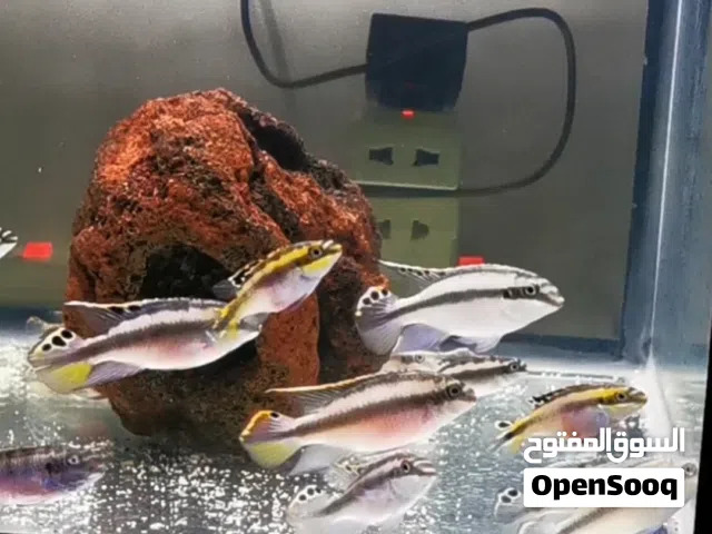 Kribensis cichlids