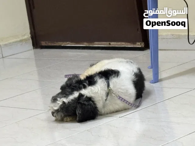Havanese dog pet