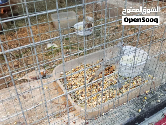 محمية طيور كامله اقره الوصف