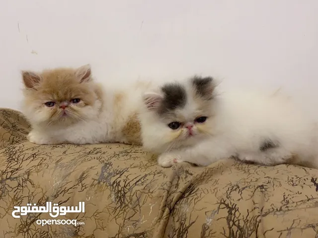 قطط مستويات عاليه نقيه للبيع
