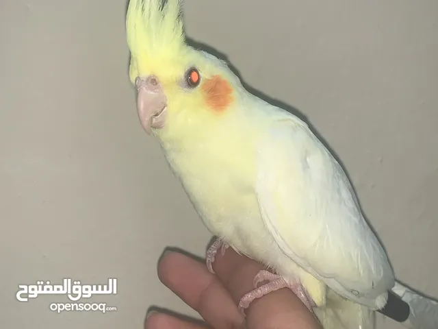 Lutino cocktail for sale very healthy and active makes beautiful noises DOEST bite att all