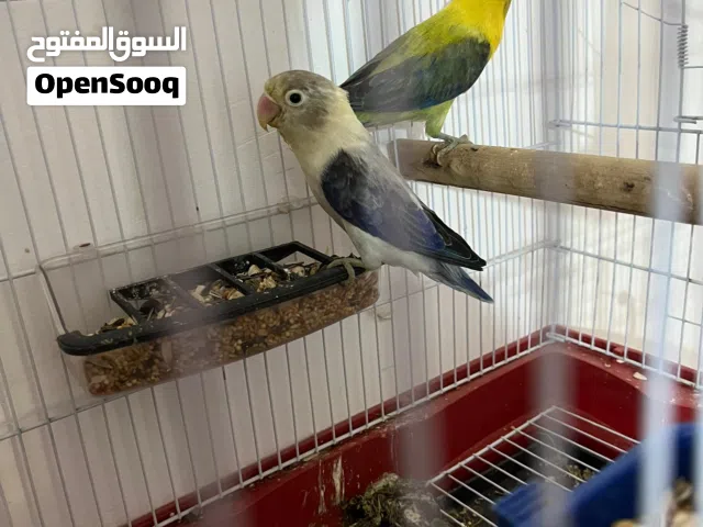 فيشر ايوينج