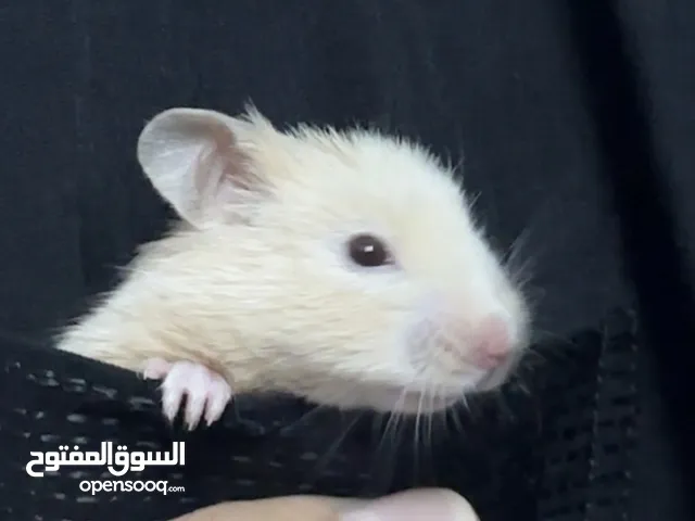 للبيع هامستر سوري اليفف جداً