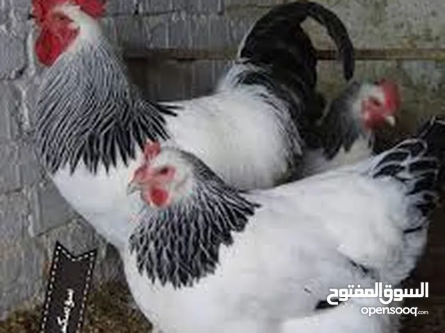 دجاج سو سكس