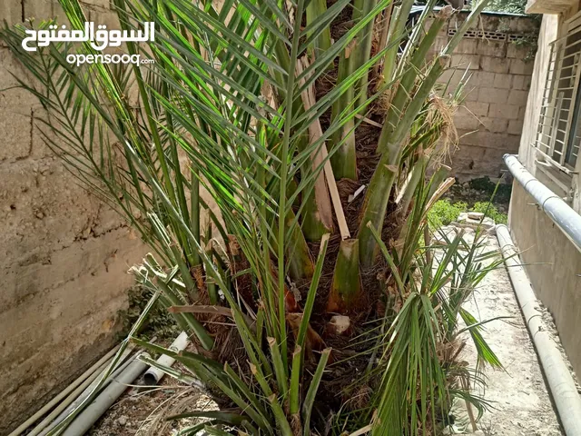 شجرة نخيل مثمرة