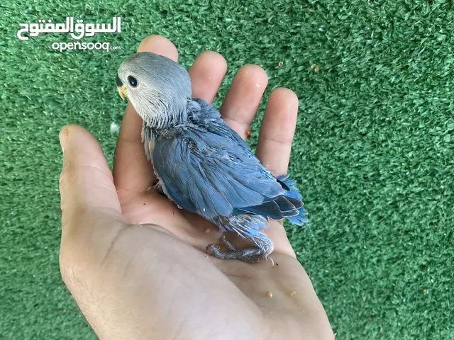 انتاج روز للترويض