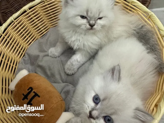 قطط راغدول و هملايا بيور الأمريكية راغدول وهملايا راغدول بيور ذكور واناث راغدول بيور هملايا وراغدول